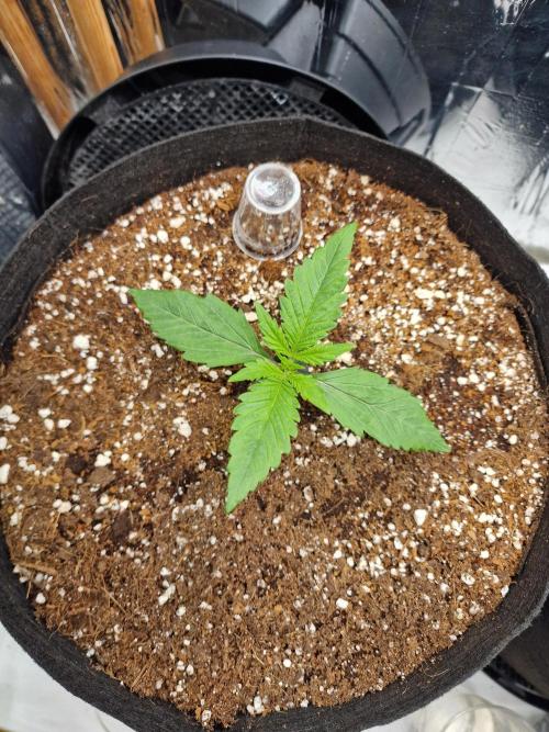 Purple Lemonade RF3. Week 2