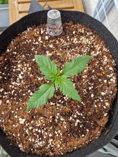 Mendo Frost. Week 2