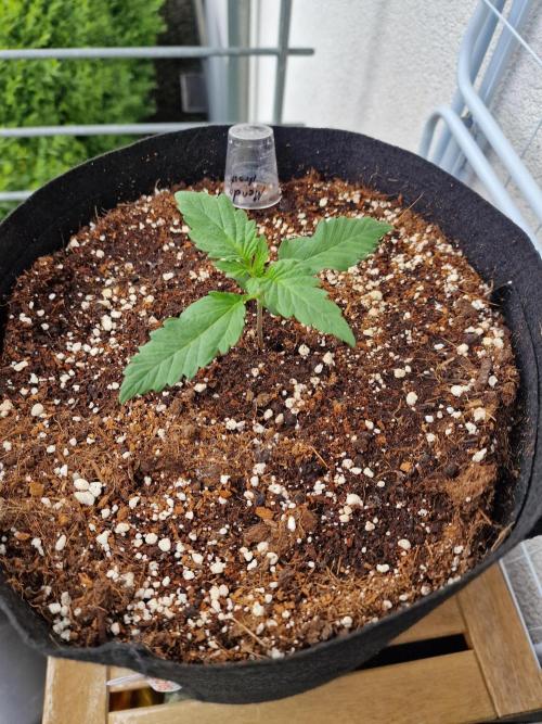 Mendo Frost Auto. Week 2