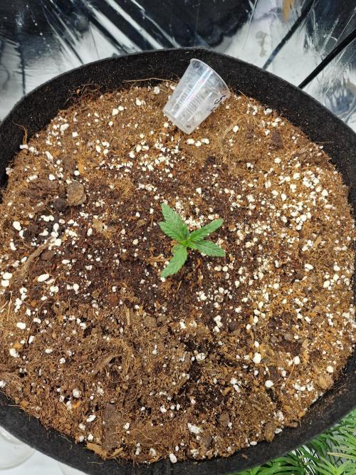 Grow Tent 3x3x6 (90cm x 90cm x 180cm). Week 2