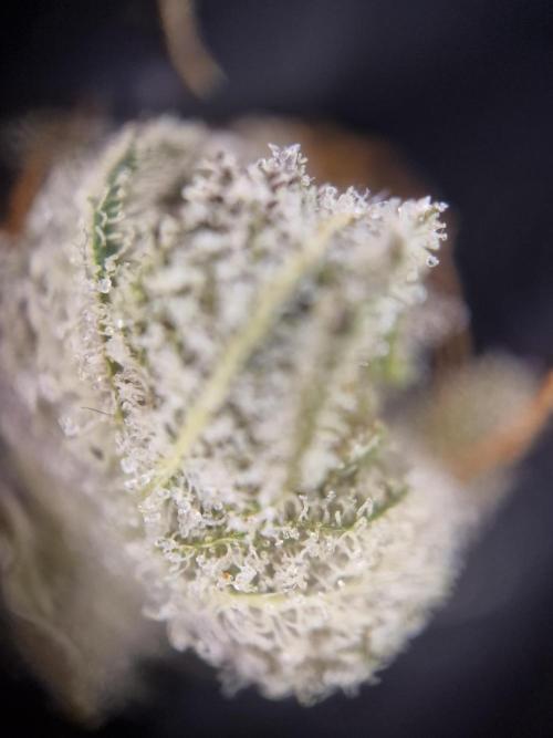 Cherry Poppers. Week 19