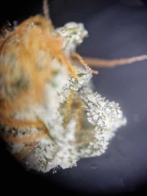 Cherry Poppers. Week 19