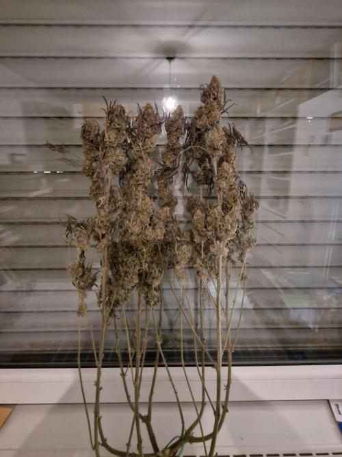 Cherry Poppers. Week 19