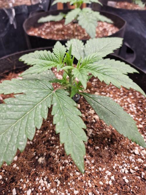Purple Lemonade RF3. Week 2