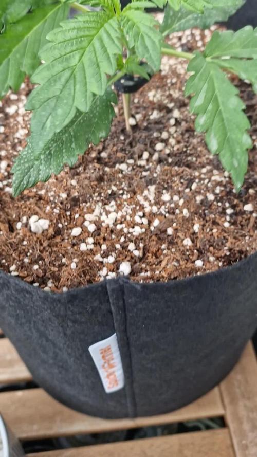 Mendo Frost