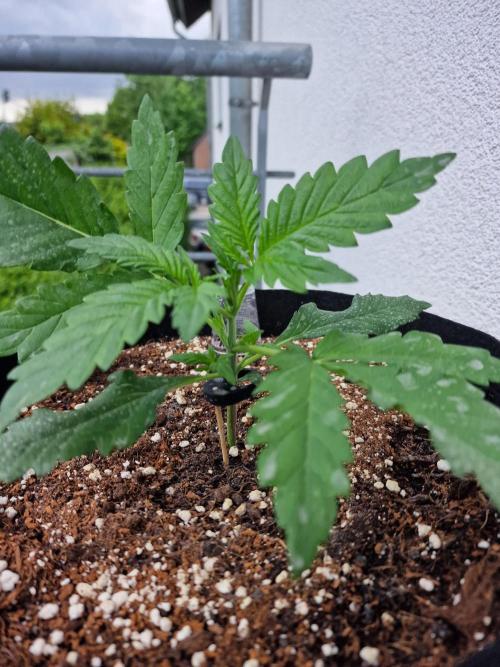 Mendo Frost. Week 2