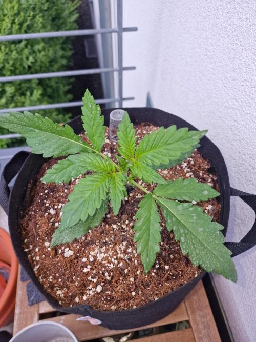Mendo Frost Auto. Week 2