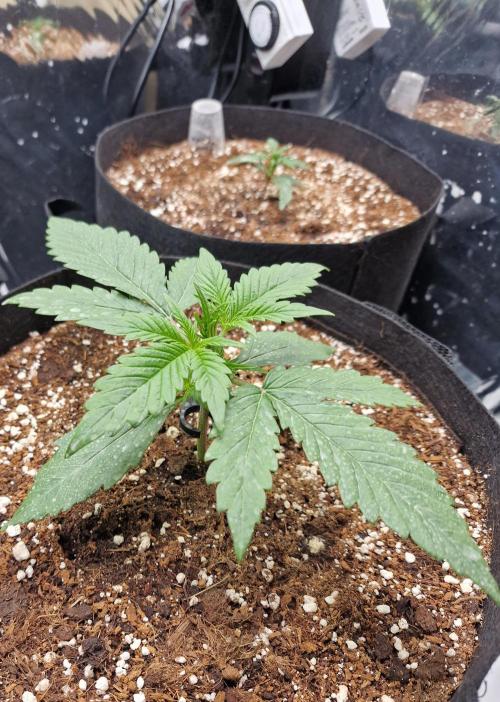 Purple Lemonade RF3. Week 3