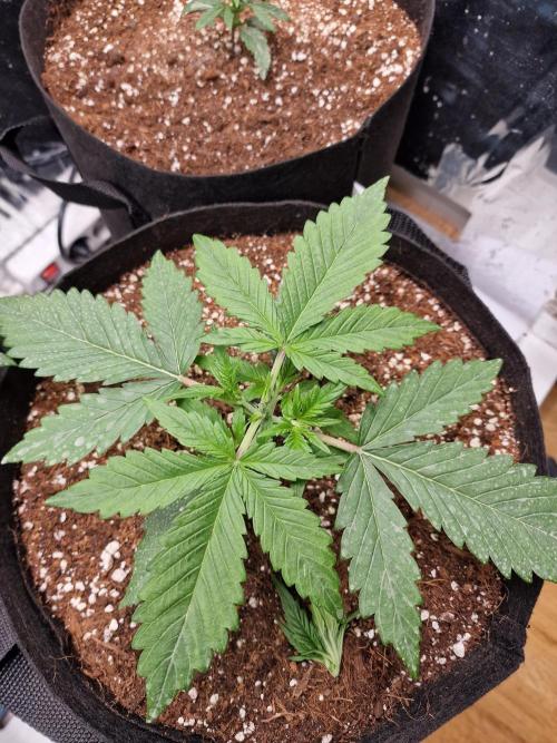 Purple Lemonade RF3. Week 3
