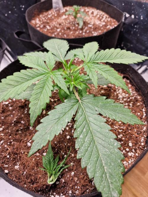 Purple Lemonade RF3. Week 3