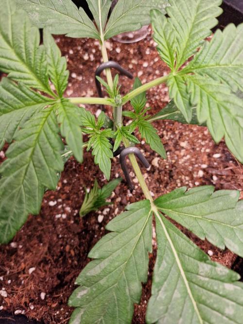 Mendo Frost. Week 3