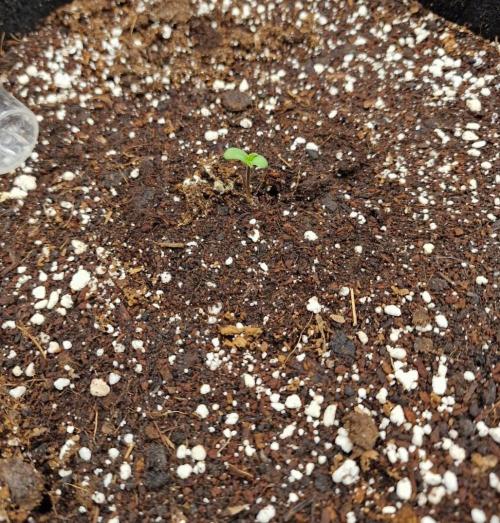 Mendo Frost. Week 0
