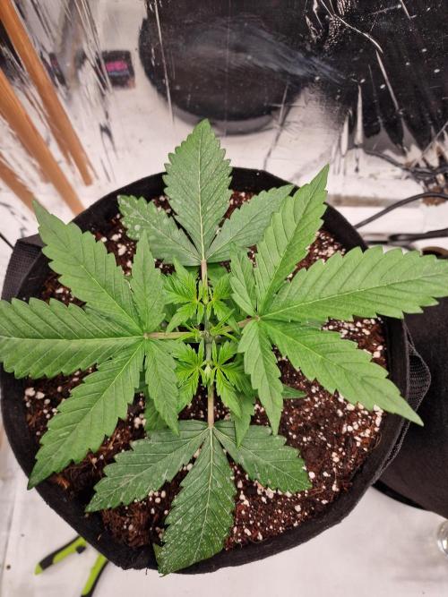 Purple Lemonade RF3. Week 3