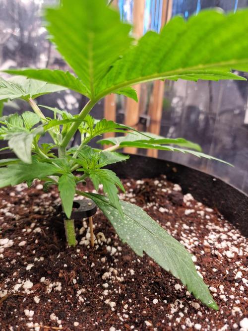Purple Lemonade RF3. Week 3