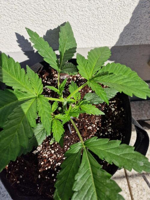 Mendo Frost. Week 3