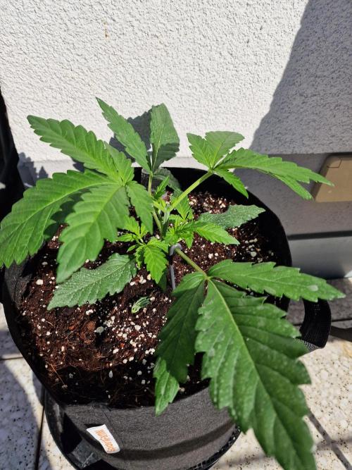Mendo Frost. Week 3