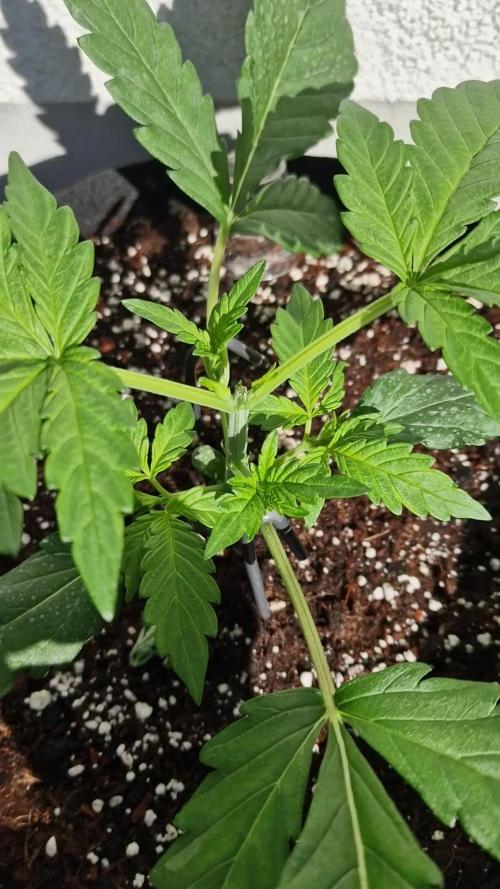 Mendo Frost