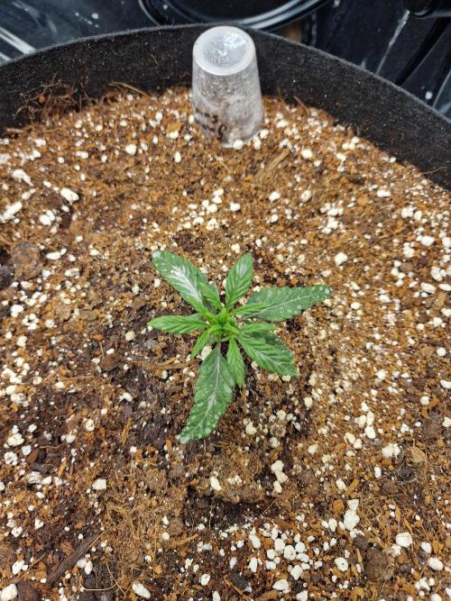 Guave Sundae Mutant grow. Week 3