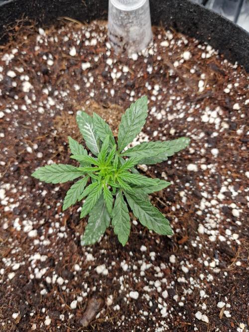 Guave Sundae Mutant grow. Week 3