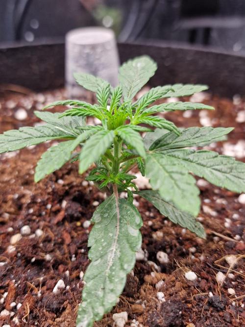 Guave Sundae Mutant grow. Week 3