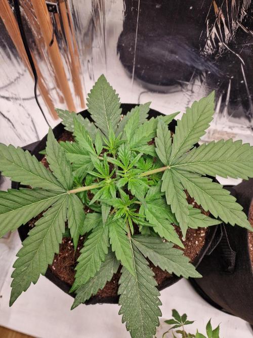 Purple Lemonade RF3. Week 3