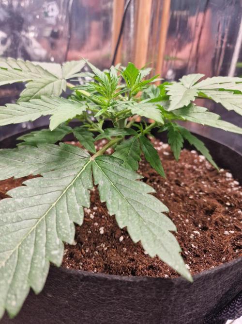 Purple Lemonade RF3. Week 3