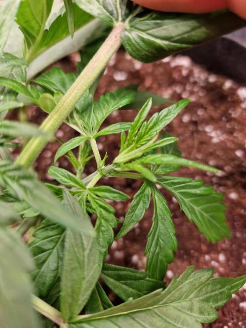 Purple Lemonade RF3. Week 3