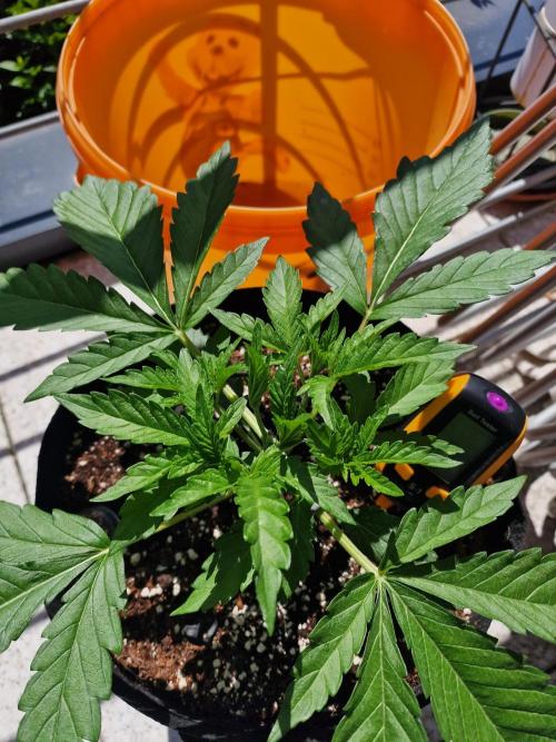 Mendo Frost. Week 3