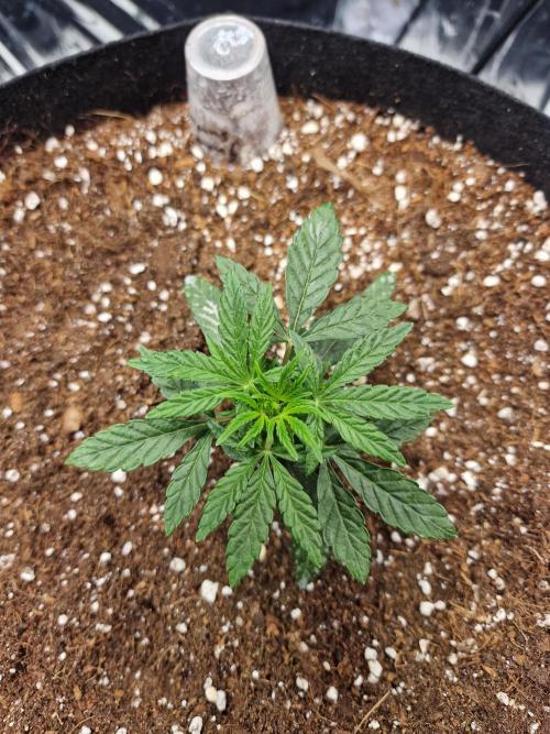 Guave Sundae Mutant grow. Week 3