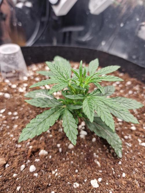 Guave Sundae Mutant grow. Week 3