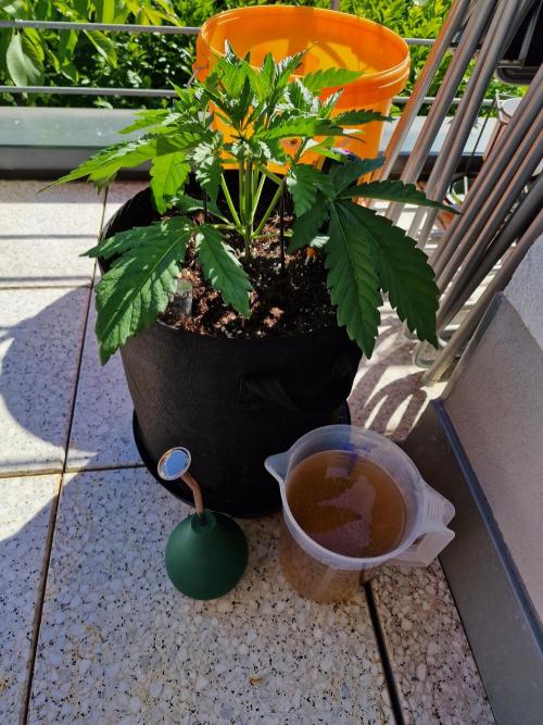 Mendo Frost. Week 3