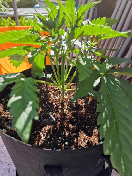 Mendo Frost. Week 3