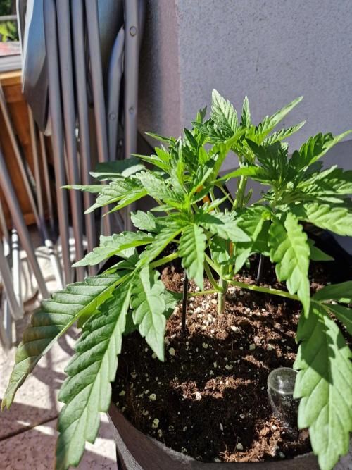 Mendo Frost. Week 3