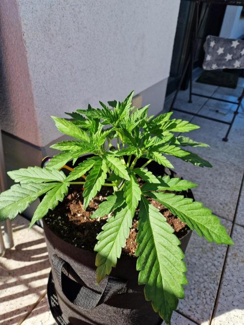 Mendo Frost. Week 3