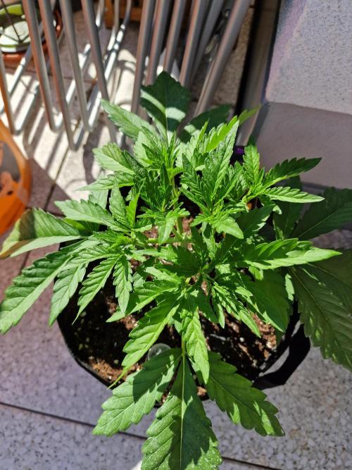 Mendo Frost. Week 3