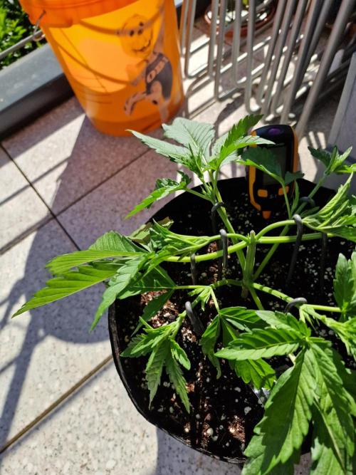 Mendo Frost Auto. Week 3