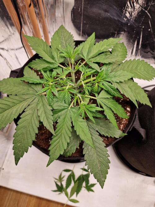 Purple Lemonade RF3. Week 3