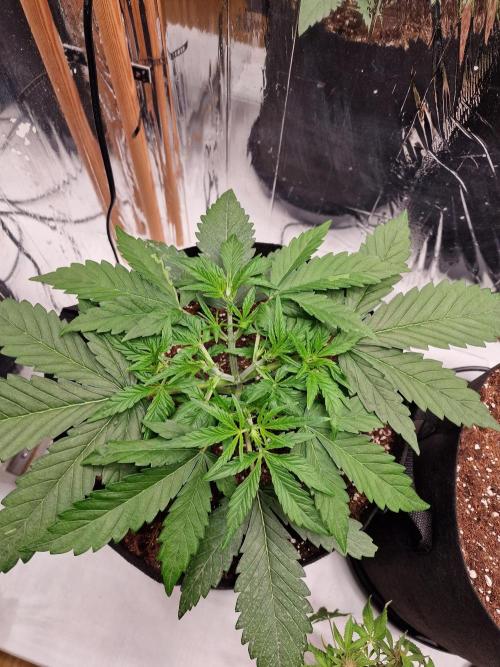 Purple Lemonade RF3. Week 3