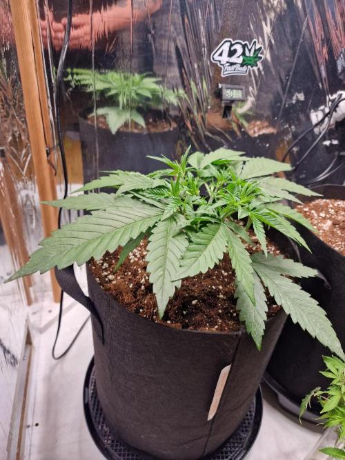 Purple Lemonade RF3. Week 3