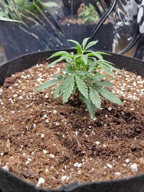 Guave Sundae Mutant grow. Week 3