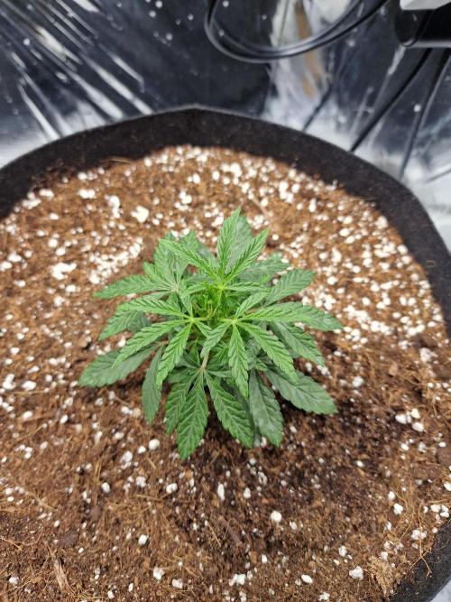 Grow Tent 3x3x6 (90cm x 90cm x 180cm). Week 3
