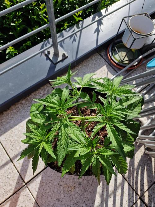 Mendo Frost. Week 4