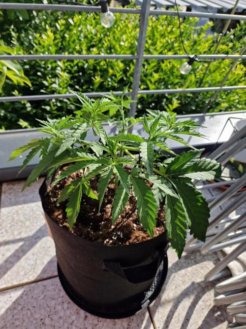 Mendo Frost. Week 4