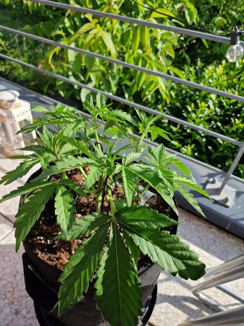 Mendo Frost. Week 4