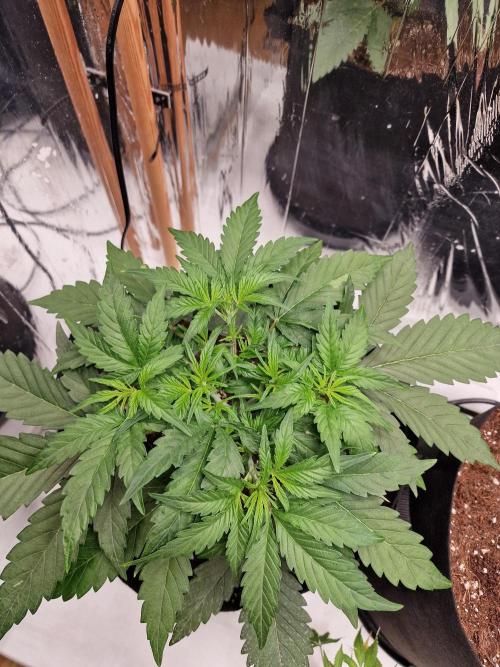 Purple Lemonade RF3. Week 4