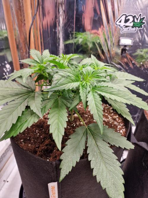 Purple Lemonade RF3. Week 4