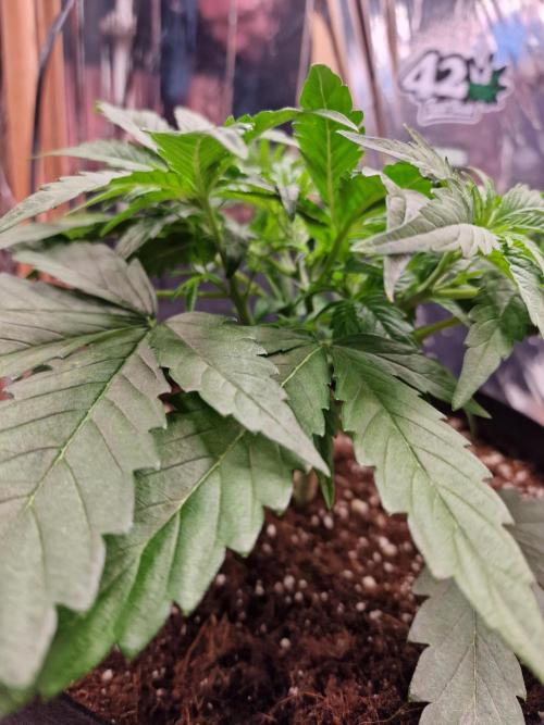 Purple Lemonade RF3. Week 4