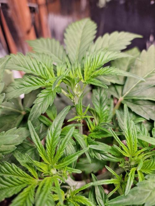 Purple Lemonade RF3. Week 4