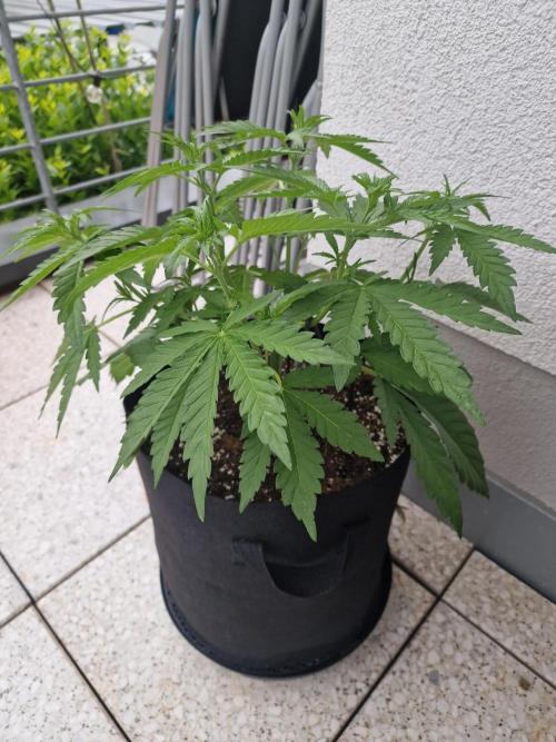 Mendo Frost. Week 4