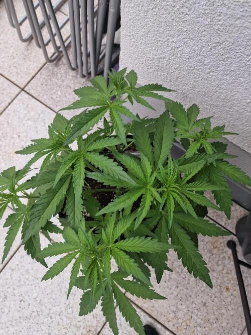 Mendo Frost. Week 4